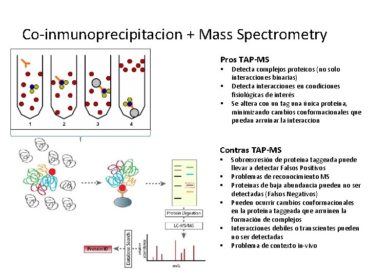 Co-inmunoprecipitacion + Mass Spectrometry Pros TAP-MS § § § Detecta complejos proteicos (no solo