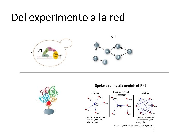 Del experimento a la red 