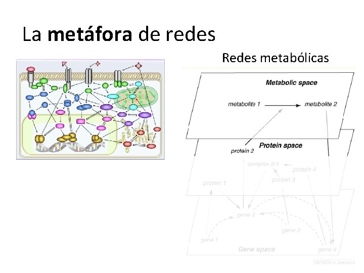 La metáfora de redes Redes metabólicas 