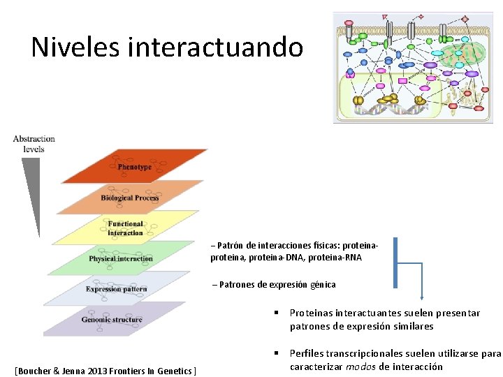 Niveles interactuando II– Patrón de interacciones físicas: proteinapproteina, proteina-DNA, proteina-RNA II – Patrones de
