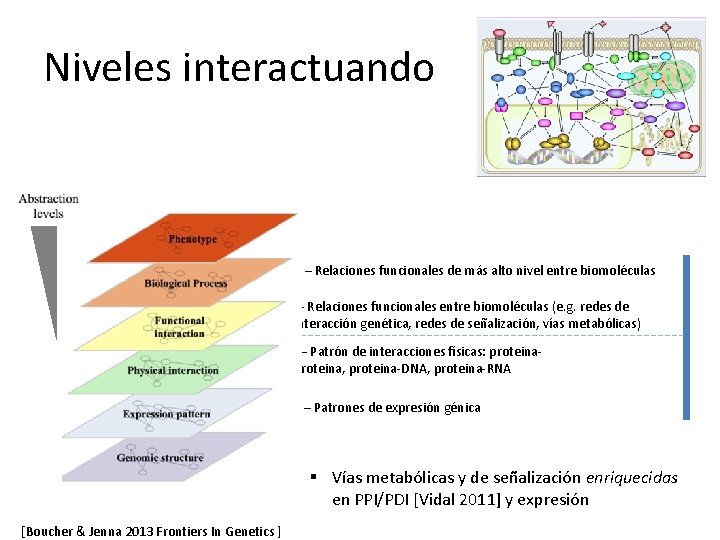 Niveles interactuando V – Relaciones funcionales de más alto nivel entre biomoléculas I– Relaciones