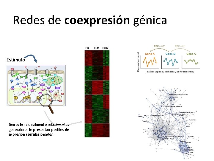 Redes de coexpresión génica Estímulo Genes funcionalmente relacionados generalmente presentan perfiles de expresión correlacionados