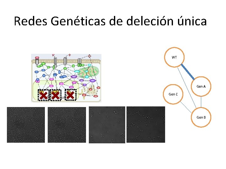 Redes Genéticas de deleción única WT Gen A Gen C Gen B 
