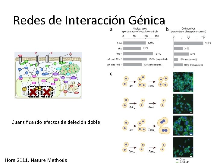 Redes de Interacción Génica Cuantificando efectos de deleción doble: Horn 2011, Nature Methods 