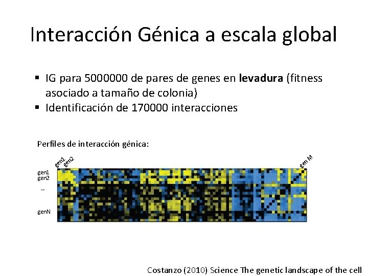 Interacción Génica a escala global § IG para 5000000 de pares de genes en