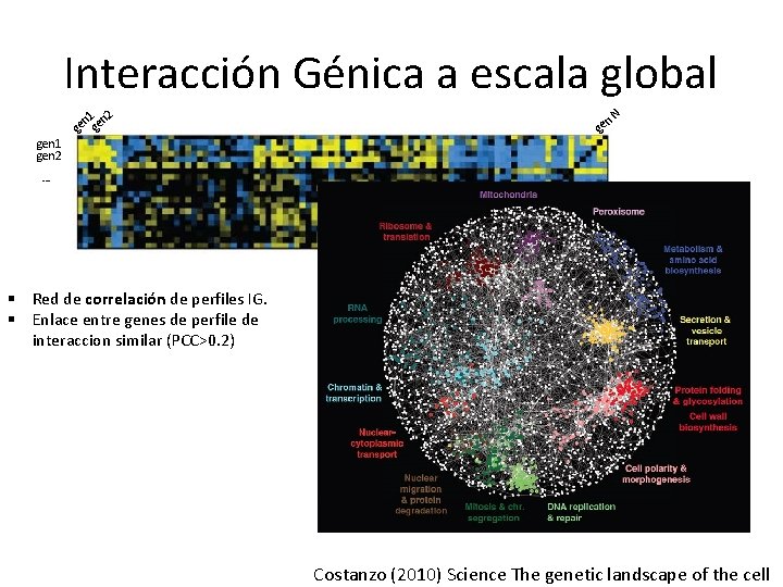 Interacción Génica a escala global gen 1 gen 2 n 1 n 2 ge