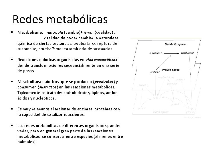 Redes metabólicas § Metabolismo: metabole (cambio)+ ismo (cualidad) : cualidad de poder cambiar la
