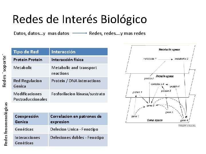 Redes de Interés Biológico Redes ¨soporte¨ Datos, datos…y mas datos Redes, redes…. y mas