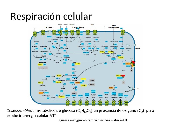 Respiración celular Desensamblado metabolico de glucosa (C 6 H 12 O 6) en presencia