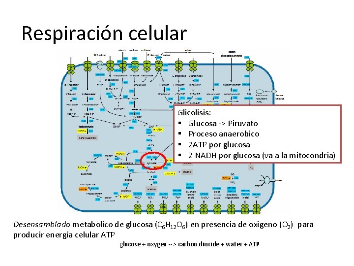 Respiración celular Glicolisis: § Glucosa -> Piruvato § Proceso anaerobico § 2 ATP por