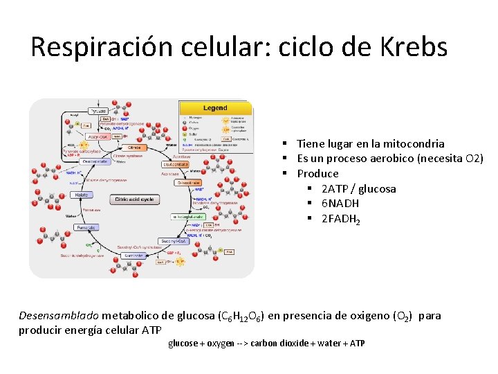 Respiración celular: ciclo de Krebs § Tiene lugar en la mitocondria § Es un