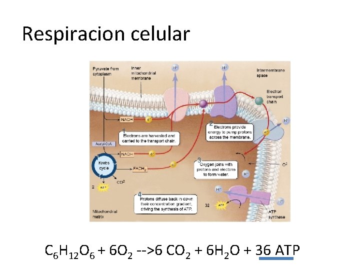 Respiracion celular C 6 H 12 O 6 + 6 O 2 -->6 CO