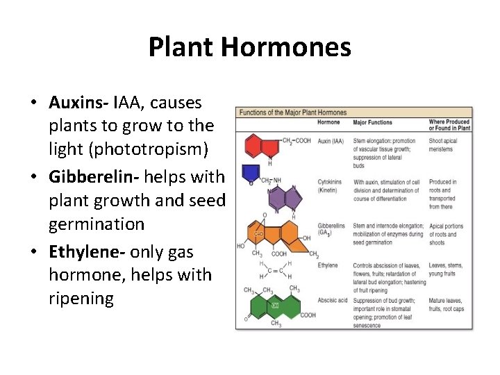 Plant Hormones • Auxins- IAA, causes plants to grow to the light (phototropism) •