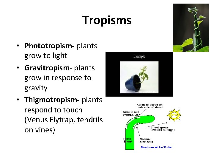 Tropisms • Phototropism- plants grow to light • Gravitropism- plants grow in response to