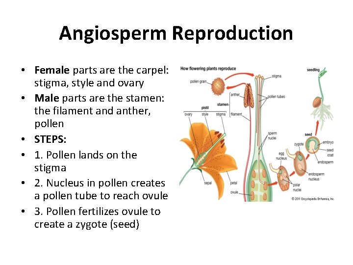 Angiosperm Reproduction • Female parts are the carpel: stigma, style and ovary • Male