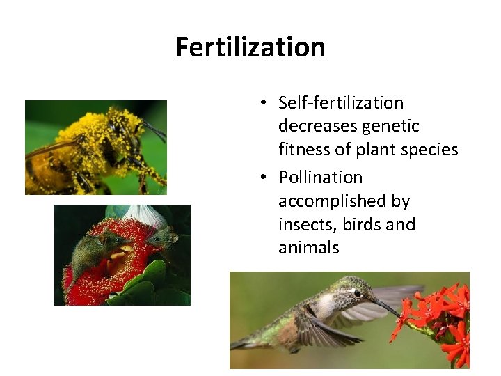 Fertilization • Self-fertilization decreases genetic fitness of plant species • Pollination accomplished by insects,