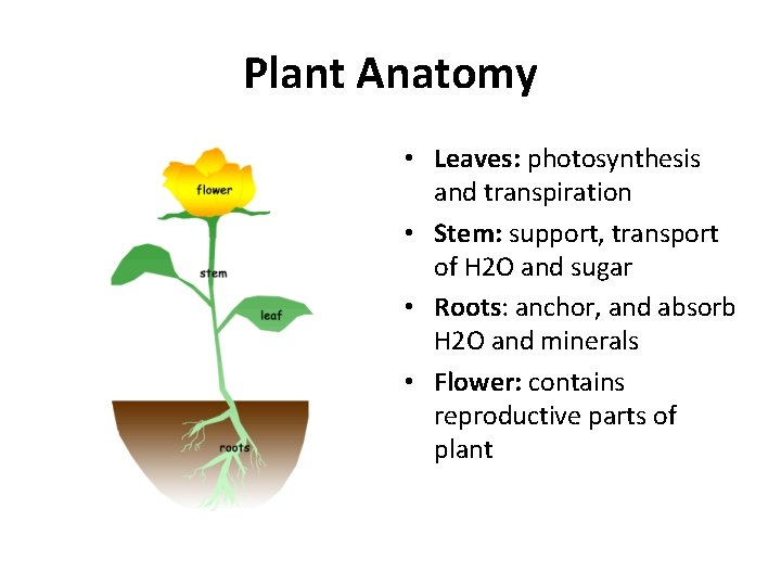 Plant Anatomy • Leaves: photosynthesis and transpiration • Stem: support, transport of H 2