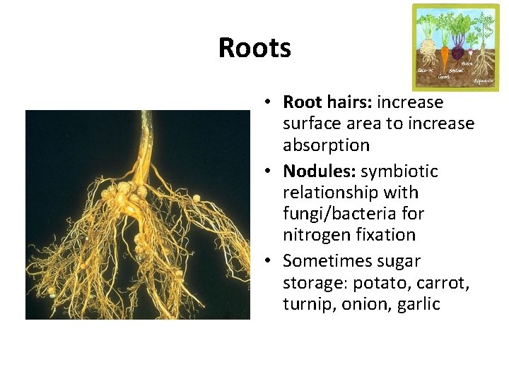 Roots • Root hairs: increase surface area to increase absorption • Nodules: symbiotic relationship