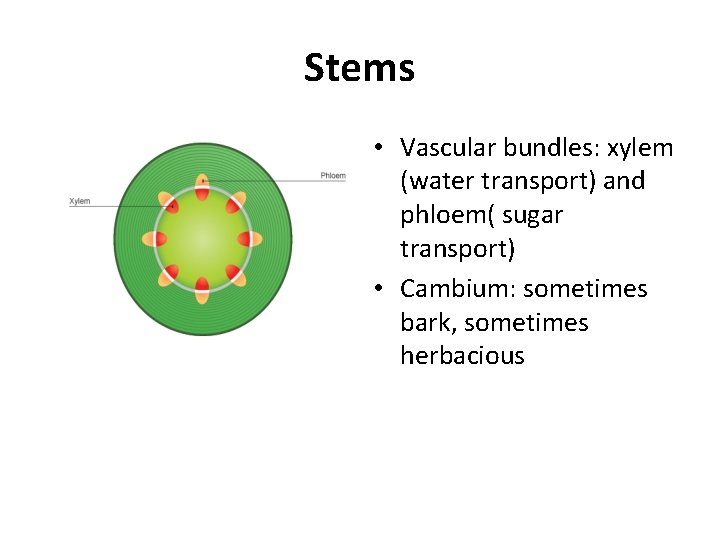 Stems • Vascular bundles: xylem (water transport) and phloem( sugar transport) • Cambium: sometimes
