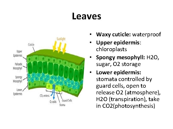 Leaves • Waxy cuticle: waterproof • Upper epidermis: chloroplasts • Spongy mesophyll: H 2