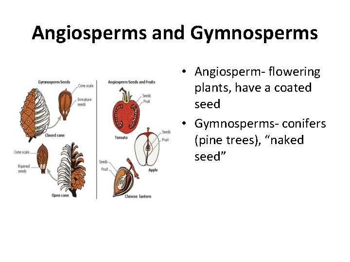 Angiosperms and Gymnosperms • Angiosperm- flowering plants, have a coated seed • Gymnosperms- conifers