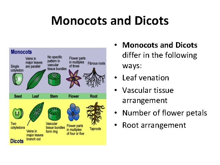 Monocots and Dicots • Monocots and Dicots differ in the following ways: • Leaf