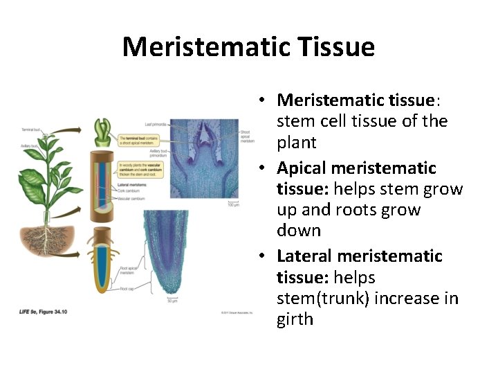 Meristematic Tissue • Meristematic tissue: stem cell tissue of the plant • Apical meristematic