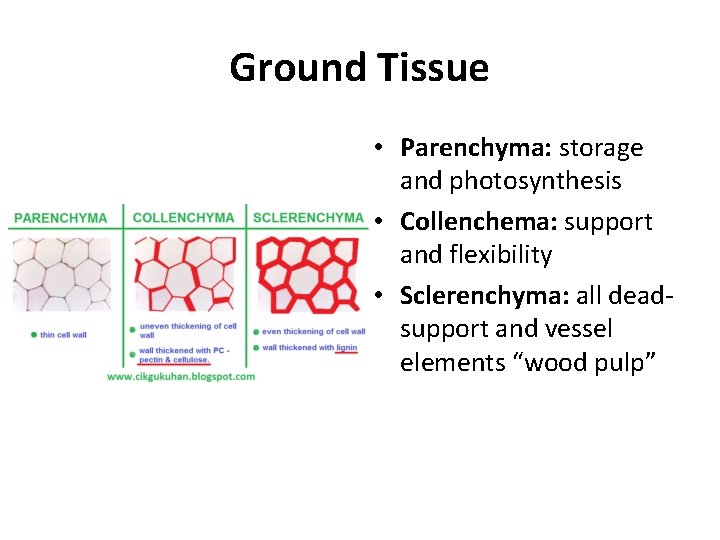 Ground Tissue • Parenchyma: storage and photosynthesis • Collenchema: support and flexibility • Sclerenchyma: