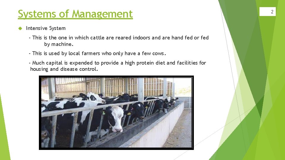 Systems of Management Intensive System - This is the one in which cattle are