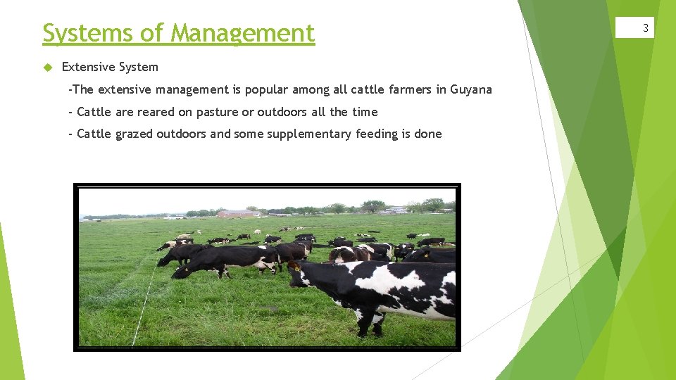 Systems of Management Extensive System -The extensive management is popular among all cattle farmers