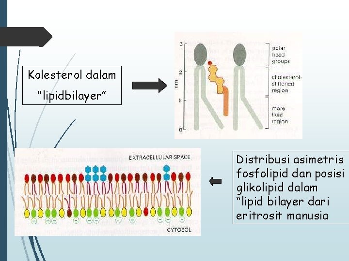 Kolesterol dalam “lipidbilayer” Distribusi asimetris fosfolipid dan posisi glikolipid dalam “lipid bilayer dari eritrosit