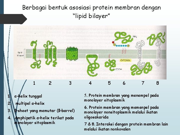 Berbagai bentuk asosiasi protein membran dengan “lipid bilayer” 1 2 3 1. α–helix tunggal