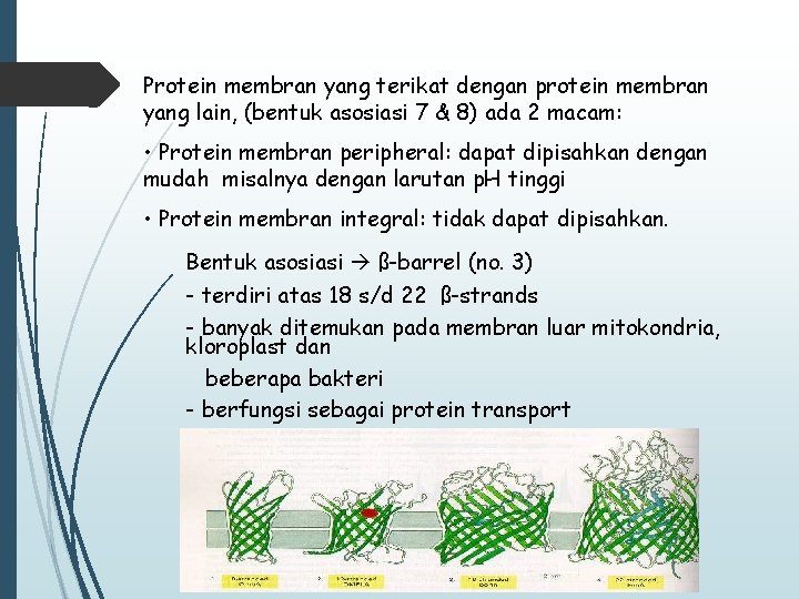 Protein membran yang terikat dengan protein membran yang lain, (bentuk asosiasi 7 & 8)