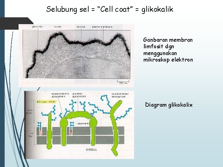 Selubung sel = “Cell coat” = glikokalik Ganbaran membran limfosit dgn menggunakan mikroskop elektron
