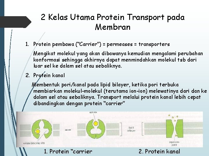 2 Kelas Utama Protein Transport pada Membran 1. Protein pembawa (“Carrier”) = permeases =