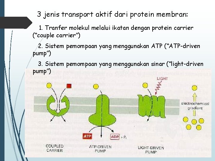 3 jenis transport aktif dari protein membran: 1. Tranfer molekul melalui ikatan dengan protein