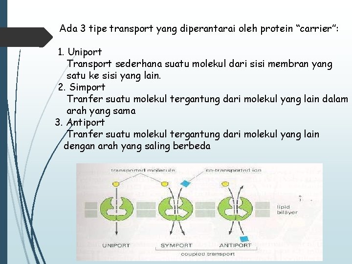 Ada 3 tipe transport yang diperantarai oleh protein “carrier”: 1. Uniport Transport sederhana suatu