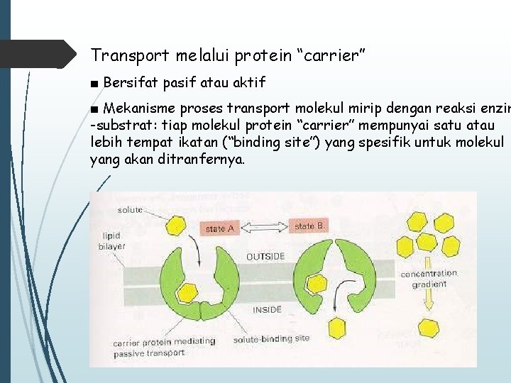 Transport melalui protein “carrier” ■ Bersifat pasif atau aktif ■ Mekanisme proses transport molekul