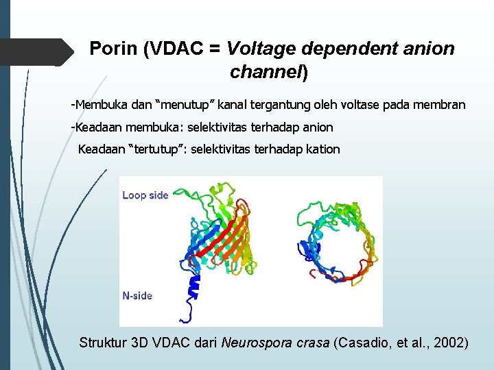 Porin (VDAC = Voltage dependent anion channel) -Membuka dan “menutup” kanal tergantung oleh voltase