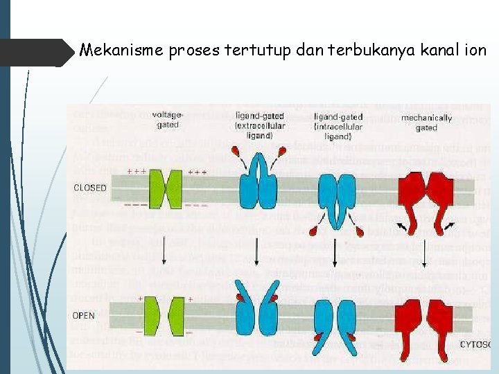 Mekanisme proses tertutup dan terbukanya kanal ion 