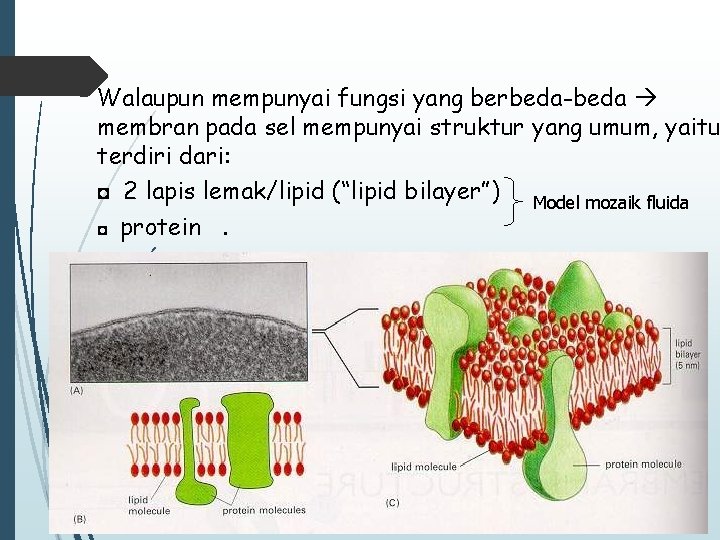 Walaupun mempunyai fungsi yang berbeda-beda membran pada sel mempunyai struktur yang umum, yaitu terdiri