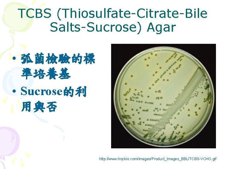 TCBS (Thiosulfate-Citrate-Bile Salts-Sucrose) Agar • 弧菌檢驗的標 準培養基 • Sucrose的利 用與否 http: //www. troybio. com/images/Product_Images_BBL/TCBS-VCHO. TCBS (Thiosulfate-Citrate-Bile Salts-Sucrose) Agar • 弧菌檢驗的標 準培養基 • Sucrose的利 用與否 http: //www. troybio. com/images/Product_Images_BBL/TCBS-VCHO.
