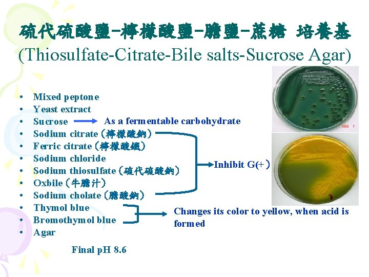 硫代硫酸鹽-檸檬酸鹽-膽鹽-蔗糖 培養基 (Thiosulfate-Citrate-Bile salts-Sucrose Agar) • • • Mixed peptone Yeast extract As a 硫代硫酸鹽-檸檬酸鹽-膽鹽-蔗糖 培養基 (Thiosulfate-Citrate-Bile salts-Sucrose Agar) • • • Mixed peptone Yeast extract As a