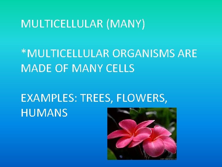 MULTICELLULAR (MANY) *MULTICELLULAR ORGANISMS ARE MADE OF MANY CELLS EXAMPLES: TREES, FLOWERS, HUMANS 