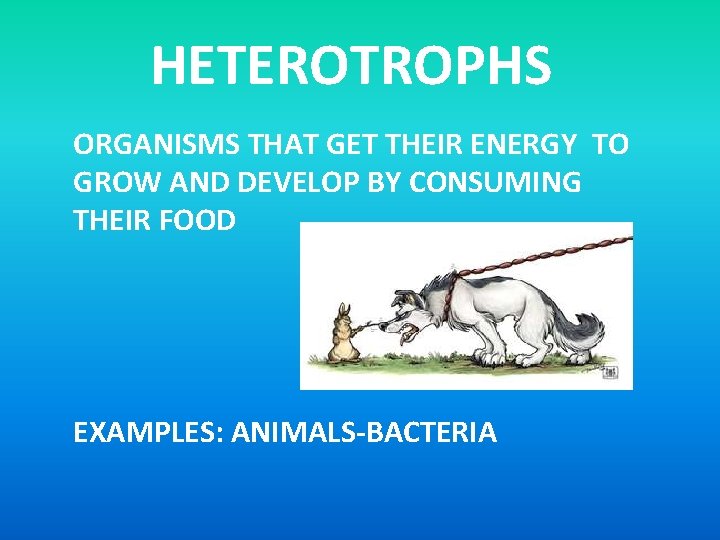 HETEROTROPHS ORGANISMS THAT GET THEIR ENERGY TO GROW AND DEVELOP BY CONSUMING THEIR FOOD