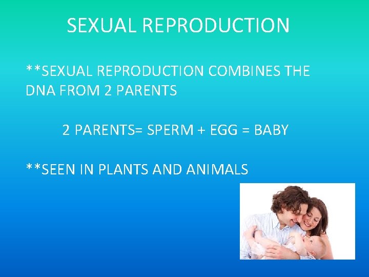 SEXUAL REPRODUCTION **SEXUAL REPRODUCTION COMBINES THE DNA FROM 2 PARENTS= SPERM + EGG =