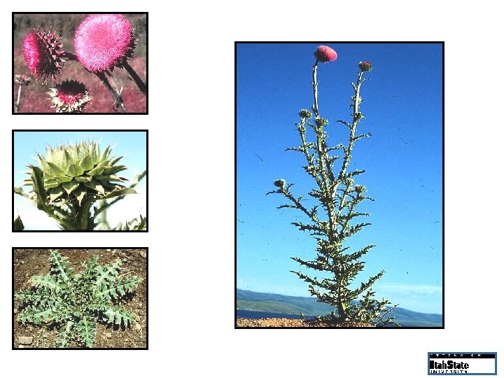 Large attractive flower heads Broad flared bracts Naked upper stems below large seed heads