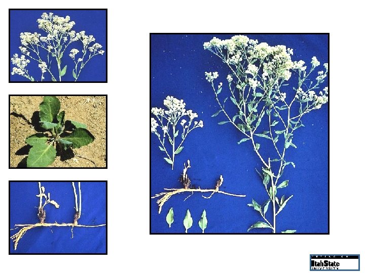 White flowers in dense clusters Emerging shoot Lance-shaped leaves, spreading root system Fast-spreading root