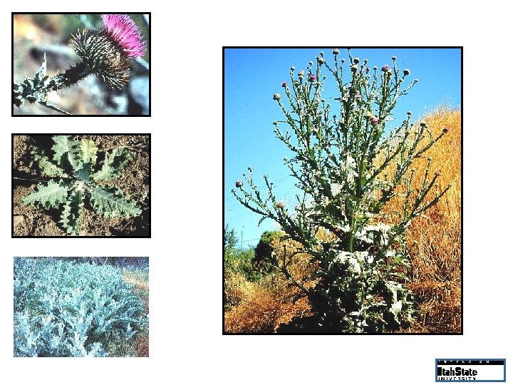 Needle-like bracts, winged stem Typical rosette Mature plants up to 10 feet tall Silver-gray