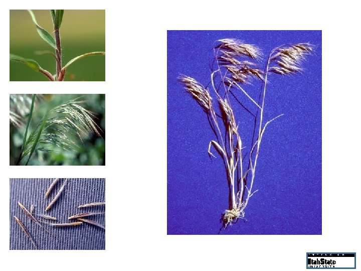 Narrow leaves, hairy stem Drooping seed head Alters ecosystems by increasing fire frequency Barbed